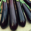 Eggplant Long Purple 